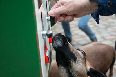 Low section of person holding dog