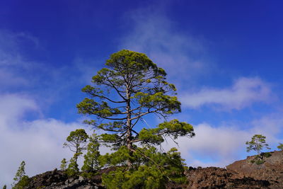 Low angle view of tree against sky