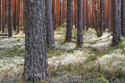 Pine trees in forest during winter