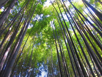 Low angle view of bamboo trees in forest