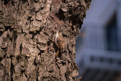 Low angle view of brown creeper perching on tree trunk
