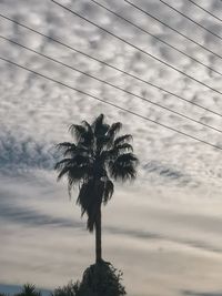 Low angle view of coconut palm tree against sky