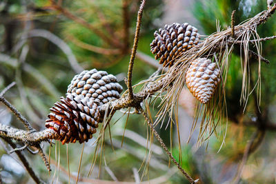 Close-up of pine cone on tree