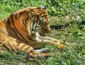 Close-up of tiger