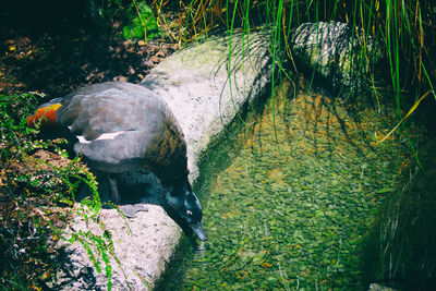 High angle view of duck swimming in water