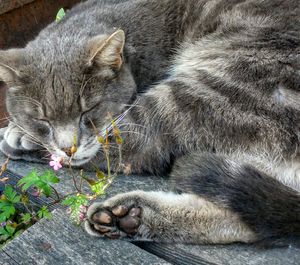 High angle view of cat sleeping on wood