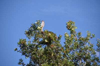 Low angle view of tree against clear blue sky