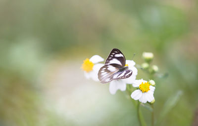 Close-up of butterfly pollinating on flower