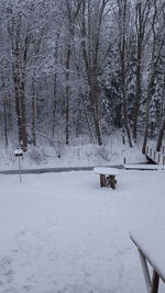 Bare trees on snow covered field