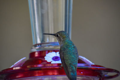 Close-up of  bright iridescent green hummingbird  bird  with long beak perching on feeder