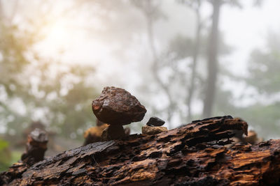 Close-up of mushroom growing on rock