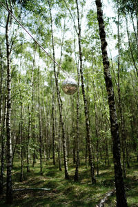 Pine trees in forest