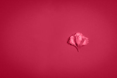 Flower petals on red background, minimalism concept. natural background. color of the year 2023