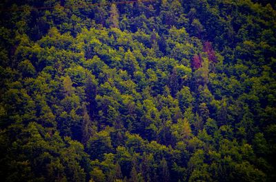 Pine trees in forest
