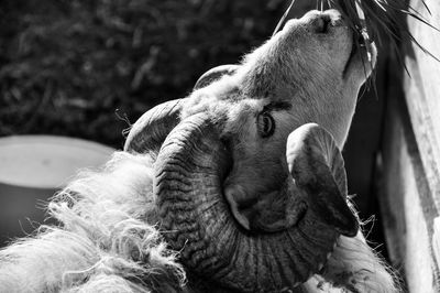 Close-up of a ram