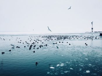 There are birds swimming on a frozen lake