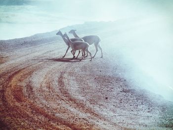 Horse in pen against sky