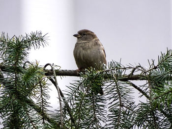 Low angle view of bird perching on tree