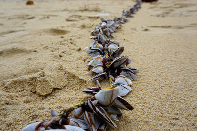 High angle view of dry leaves on beach