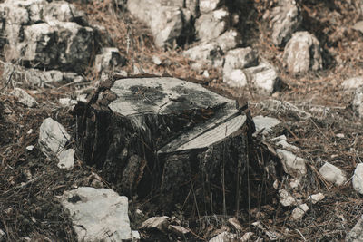 High angle view of an animal on rock