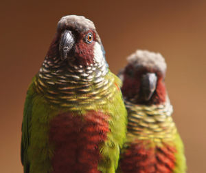 Close-up of a bird