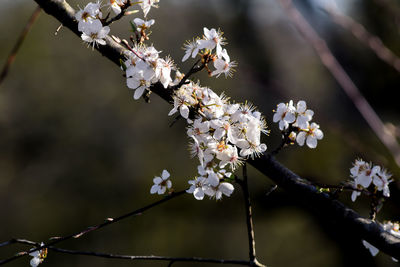 Close-up of cherry blossoms in spring