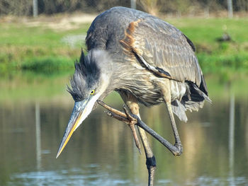 Gray heron perching on a lake