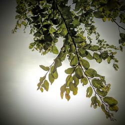 Low angle view of tree against sky