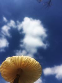 Low angle view of mushroom growing against sky