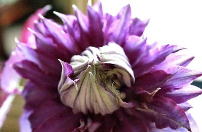 Close-up of purple flower