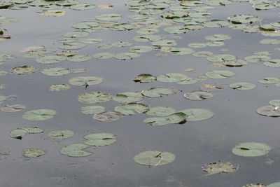 High angle view of lily pads in lake