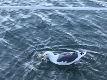 High angle view of seagull swimming in lake