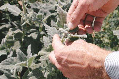 Close-up of hand holding plant