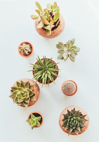 Succulent and cacti plants from above