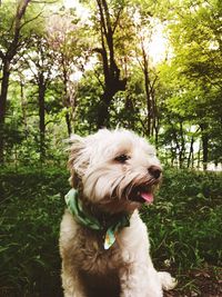 View of a dog looking away