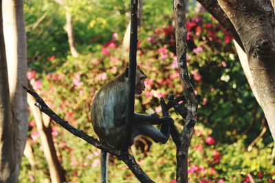 Close-up of bird perching on tree