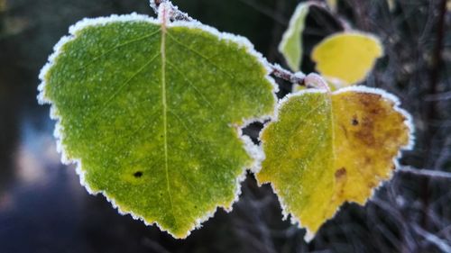 Close-up of green leaf on tree