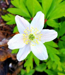 Close-up of white flower blooming outdoors