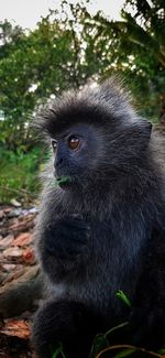 Portrait of monkey sitting in a forest