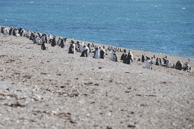 View of sheep on beach