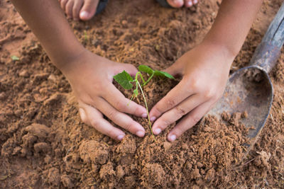 Close-up of hands planting seedling