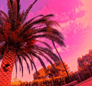 Low angle view of palm trees against sky