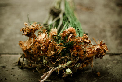 Close up of plant against blurred background