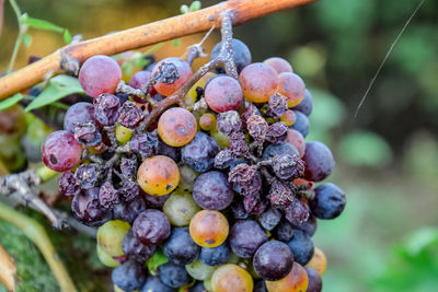 Close-up of grapes growing in vineyard