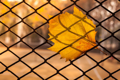 Close-up of chainlink fence