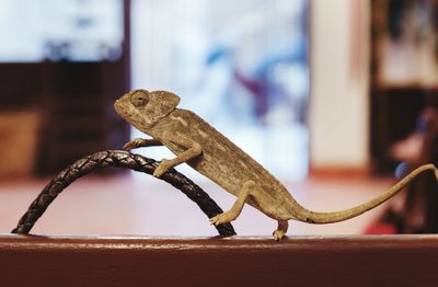 Close-up of chameleon on wood