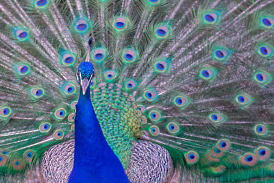 Full frame shot of peacock