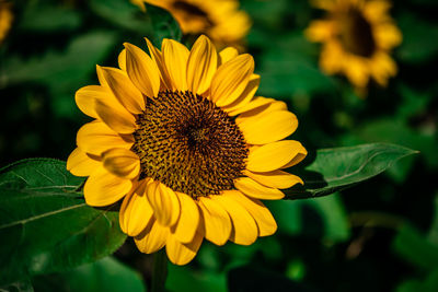 Close-up of sunflower