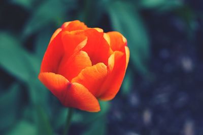 Close-up of orange tulip