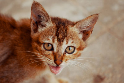 Close-up portrait of a cat